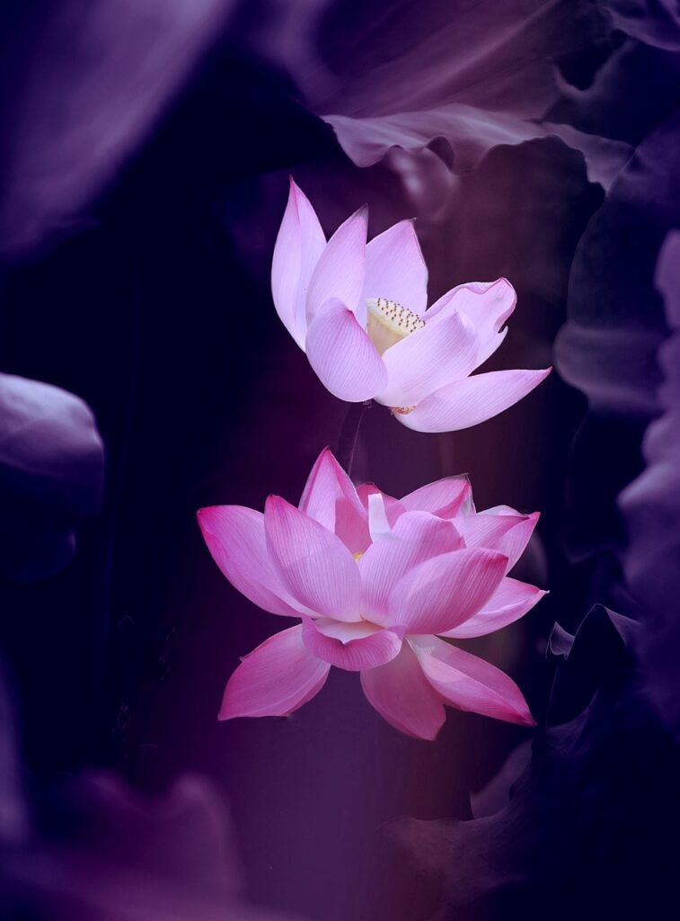 Beneath the Surface lotus, flower, nature, beautiful flowers, phone wallpaper, flower background, zen, plant, aesthetic wallpaper, iphone wallpaper, flower wallpaper